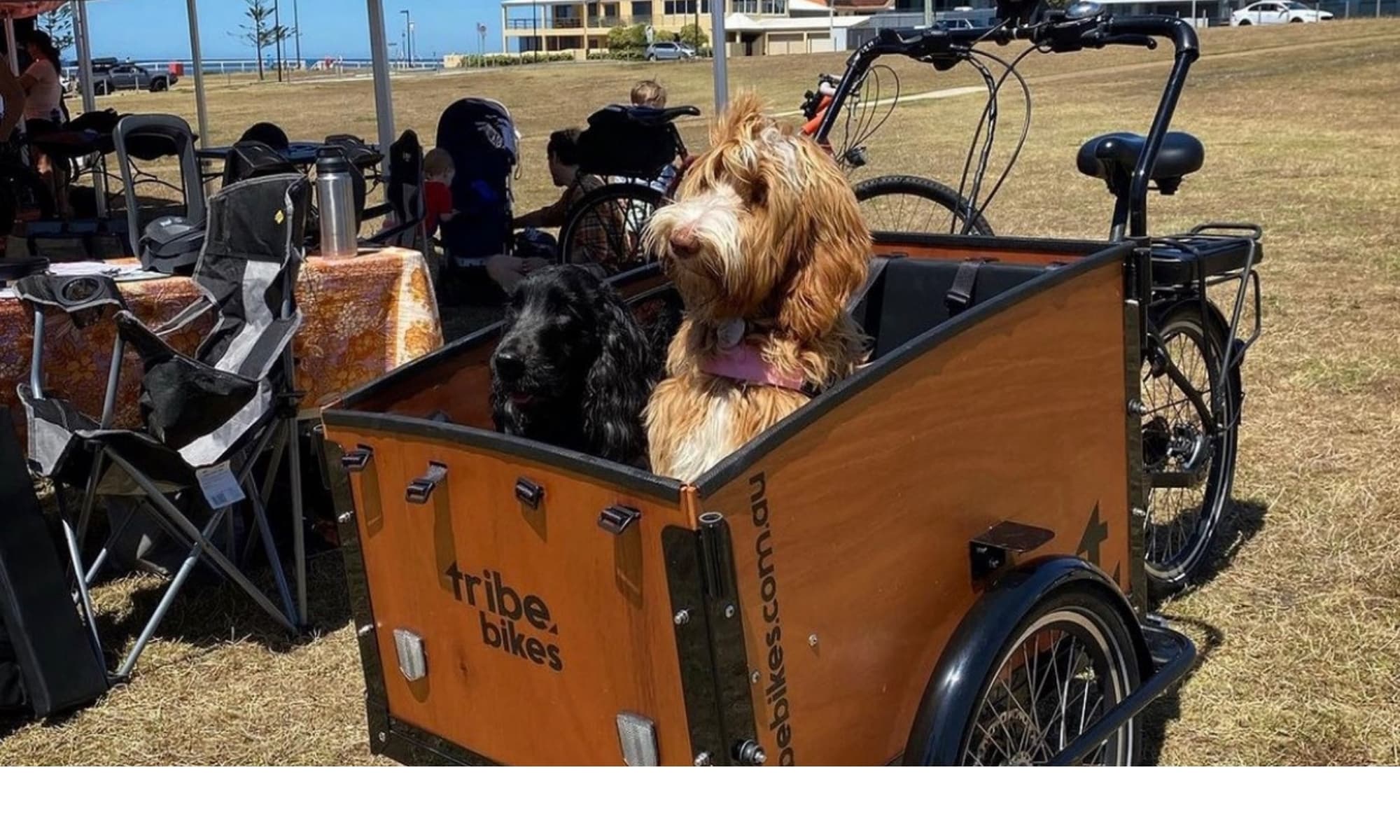 Two large dogs, a black labradoodle and a yellow Labrador, sitting in the box of a Tribe Original electric cargo trike